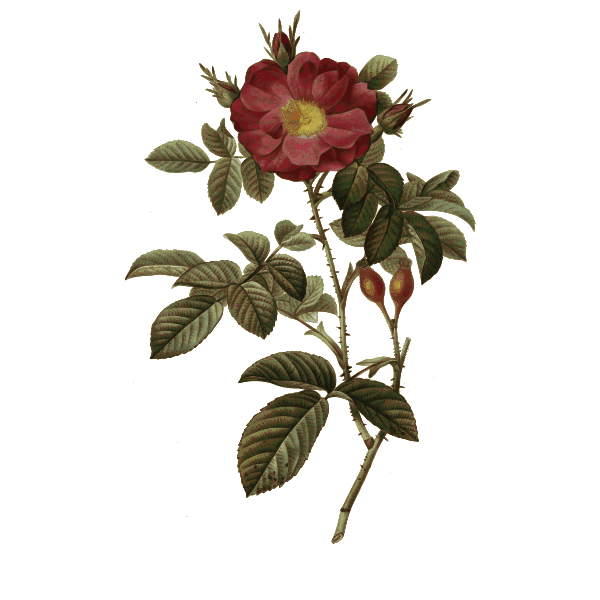 SVG Wild rose and rosehips