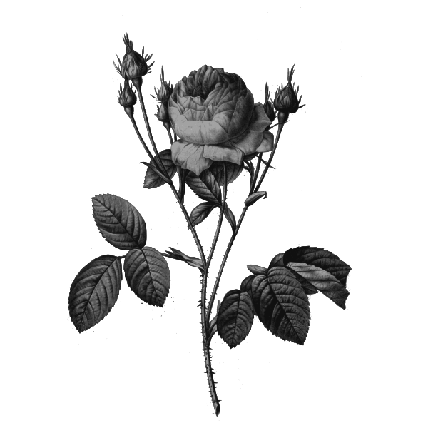 SVG Wild rose buds