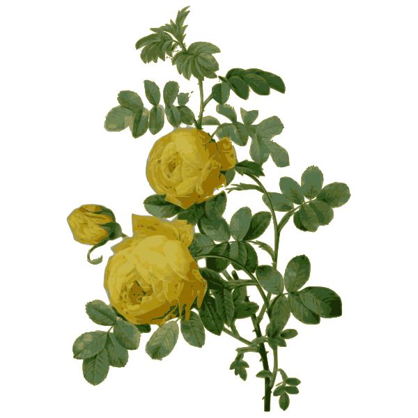 SVG Wild rose in yellow color