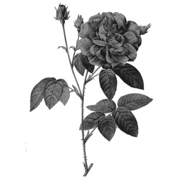 SVG Wild roses in gray color