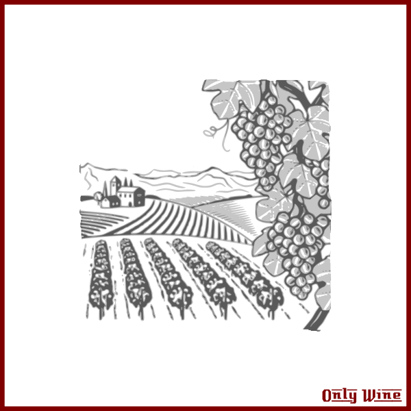 SVG Wine yard illustration