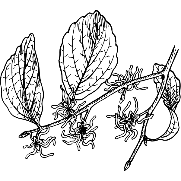 SVG Witch Hazel