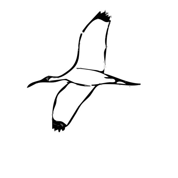 SVG Wood Ibis bird vector image
