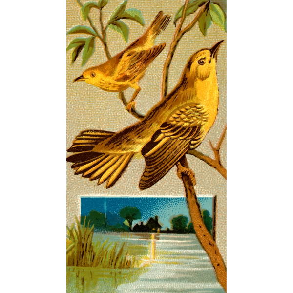 SVG Wood warbler