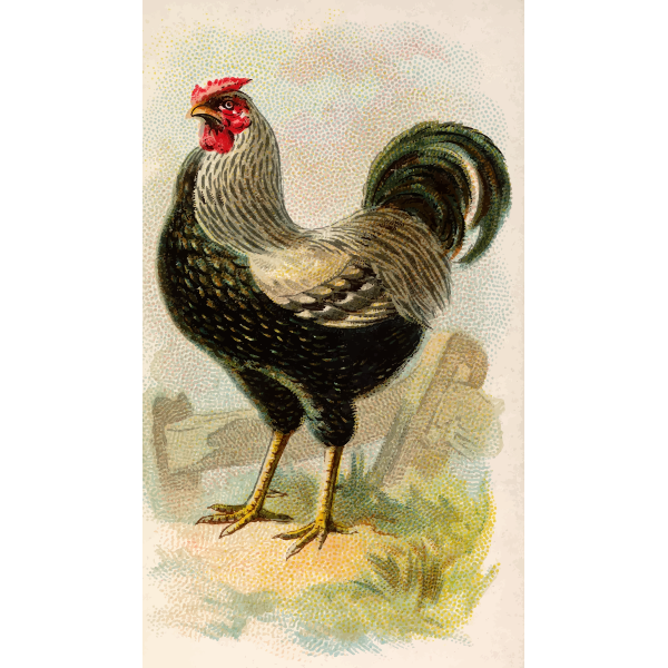 SVG Wyandotte Chicken