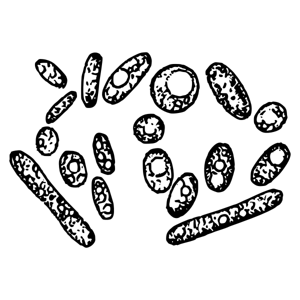 SVG Yeast cells