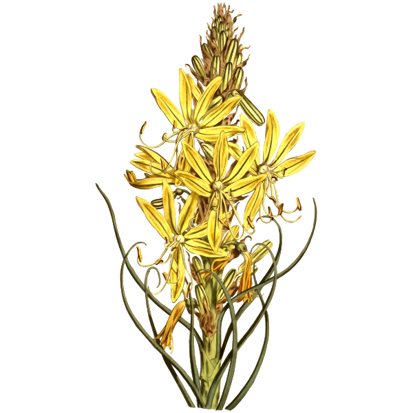SVG Yellow asphodel