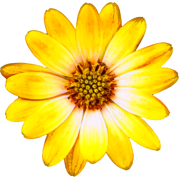 SVG Yellow flower-1581509511