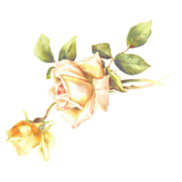 SVG Yellow rose blossom