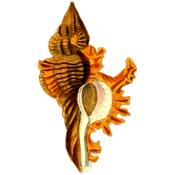 SVG Yellow sea shell