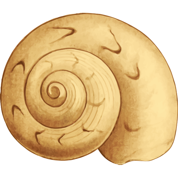 SVG Yellow shell