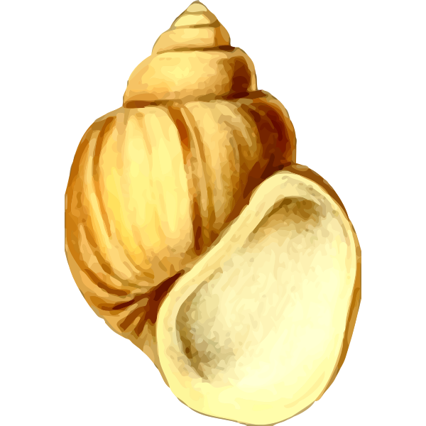 SVG Yellow shell drawing