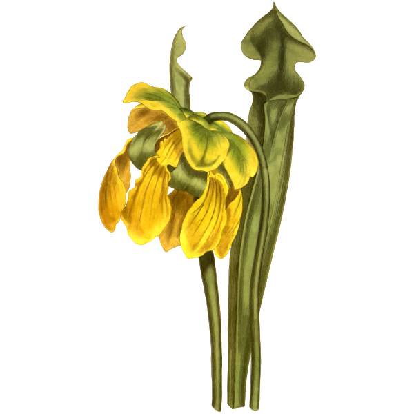 SVG Yellow side saddle flower
