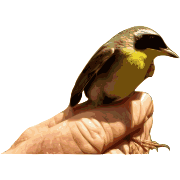 SVG Yellow throat bird on a hand vector graphics