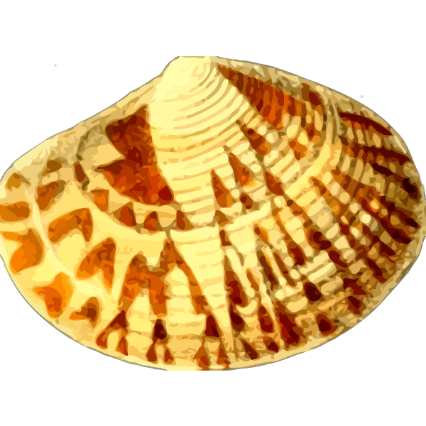 SVG Yellowish sea shell