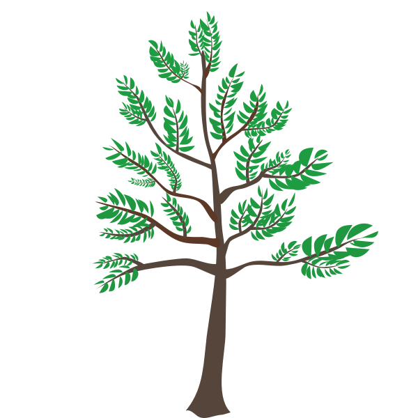 SVG Young cedar tree illustration