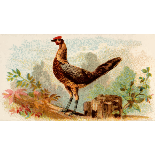 SVG Young hen