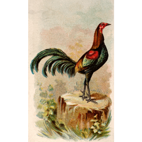 SVG Young rooster