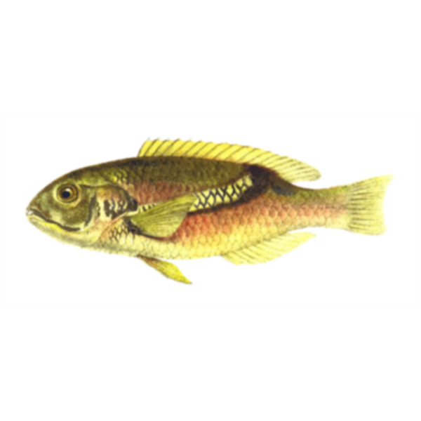 SVG Zoster wrasse