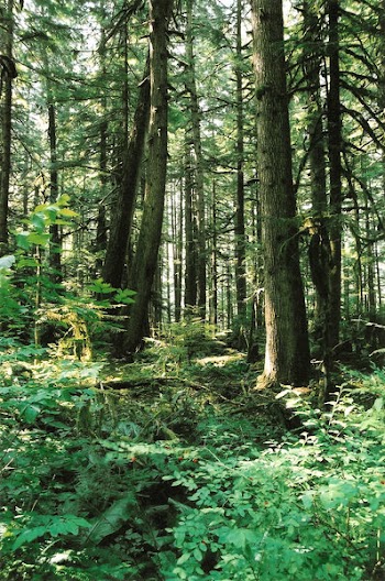 sw_forest_near_rainier_01.jpg