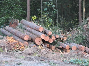sw_stacked_logs.jpg