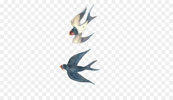 Swallow Bird Drawing Cartoon - Swallows fly Stock Image 