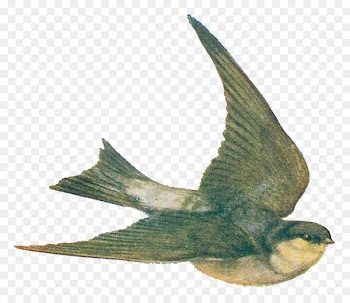Swallow Bird Drawing Clip art - flying bird 