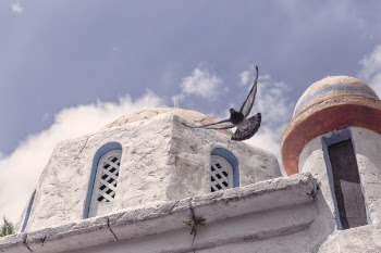 Swallow Bird Free Photo 