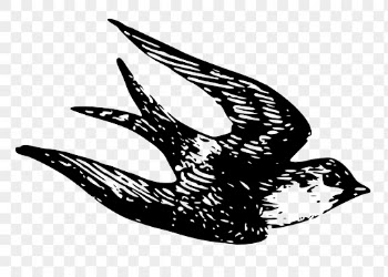 Swallow bird png, vintage animal | Free PNG Illustration - rawpixel