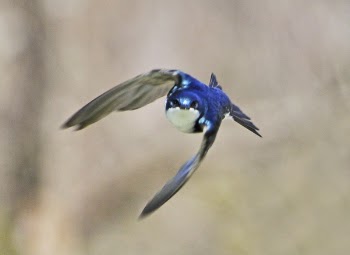 Swallow in Flight.jpg