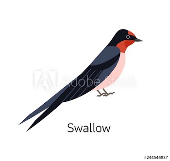 Swallow or Martin isolated on white background