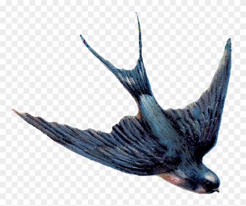 Swallow Png Png 782 678 A Animals My Bird House Diving - Swallow Png