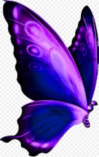 Swallowtail butterfly Clip art Portable Network Graphics Insect - butterfly 