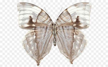 Swallowtail butterfly Greta oto Insect - Transparent butterfly 