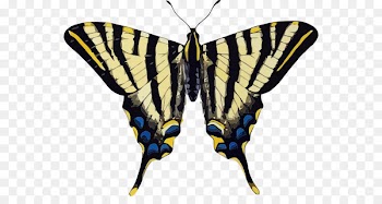 Swallowtail butterfly Old world swallowtail Scarce swallowtail Vector graphics Butterflies & Insects -  