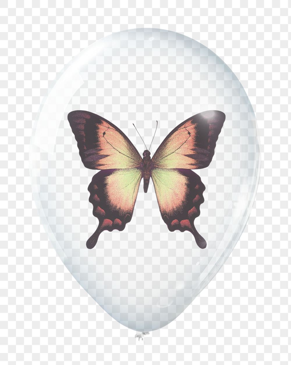 Swallowtail butterfly png sticker, animal | Free PNG - rawpixel