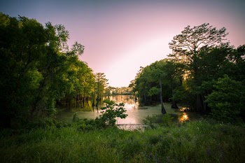 Swamp And Marshlands Under Bright Sky Surrounded By Trees