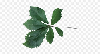 Swamp Chestnut Oak Leaf