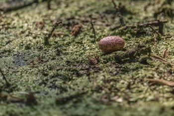 Swamp Grass Egg