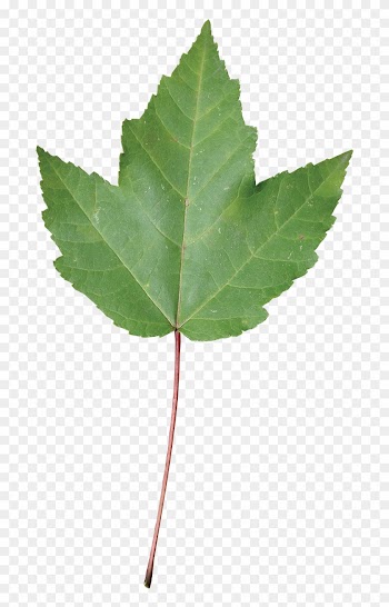 Swamp Red Maple Leaf