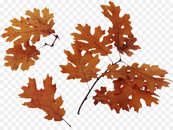 Swamp Spanish oak Bur oak Quercus velutina English oak Leaf - maple leaf 