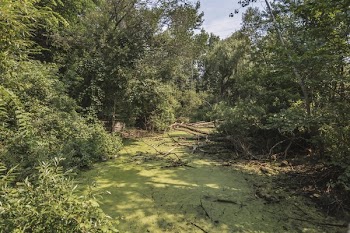 Swamplands In Summer