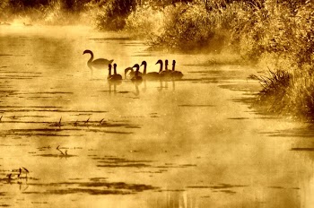 Swan and Cygnets.jpg