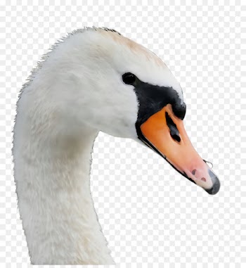 swan bird beak water bird ducks, geese and swans