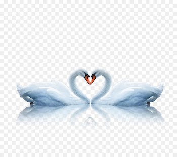 Swan Bird Euclidean vector - swan 