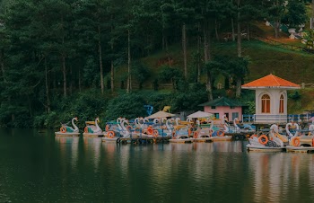 Swan Boats