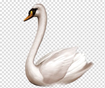 Swan goose Bird Domestic goose , White swan transparent background PNG clipart