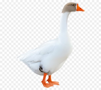 Swan goose Duck Clip art Cygnini - cartoon goose 