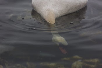Swan Head Under Water