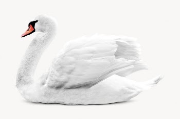 Swan isolated on white, animal | Free Photo - rawpixel